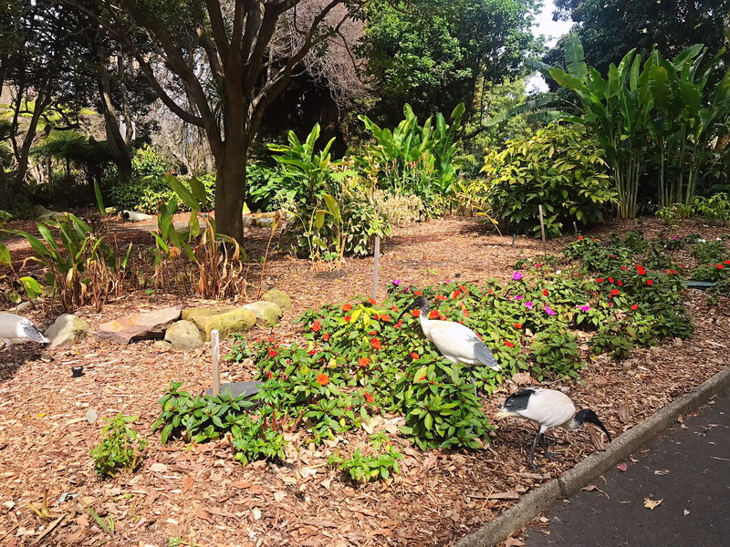Royal Botanic Garden-Caleb Robinson