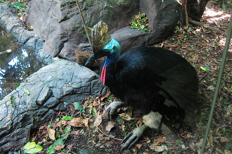 WILD LIFE Sydney Zoo-Aurora Mills
