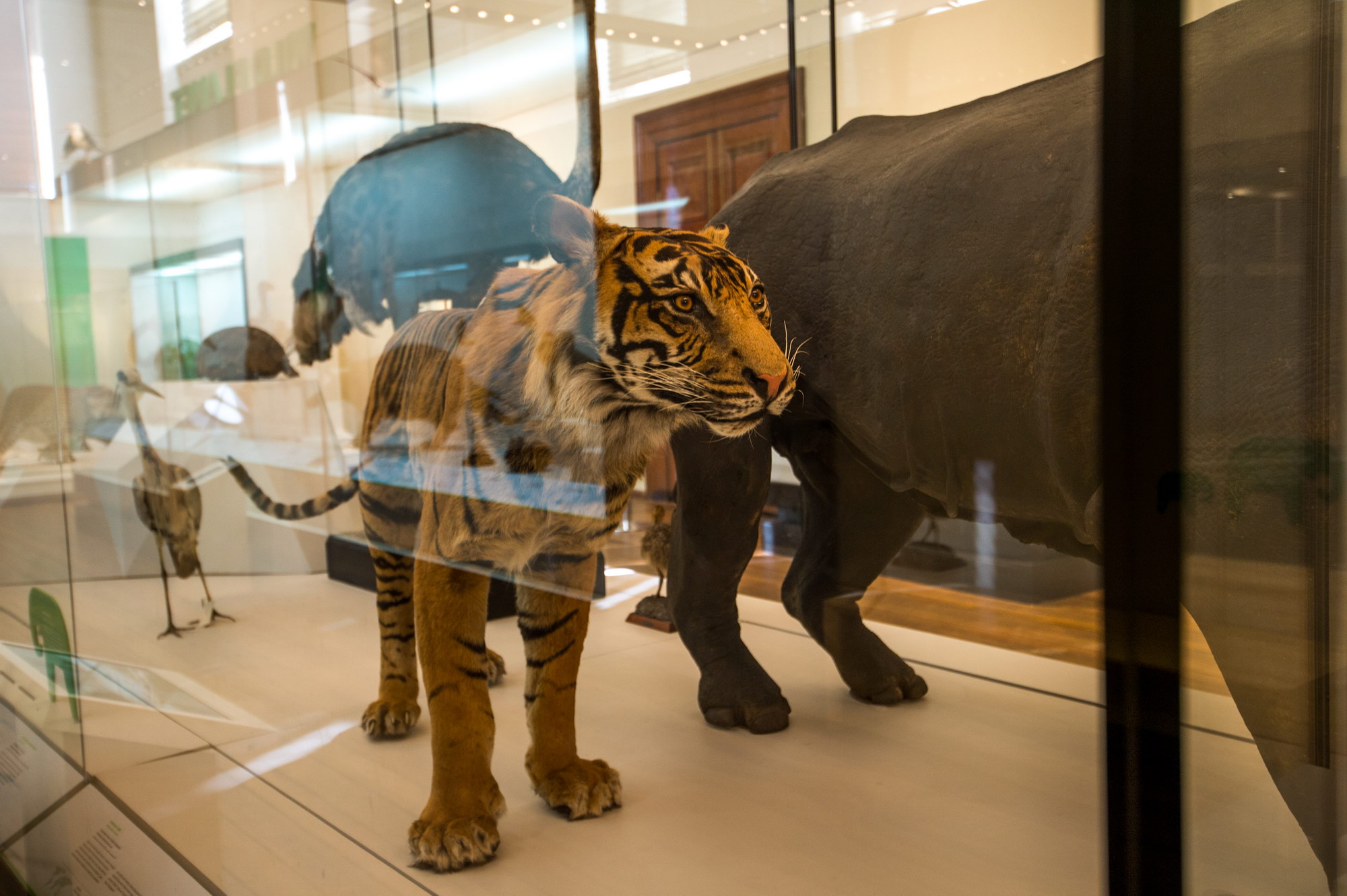 Australian Museum-Ethan Clarke