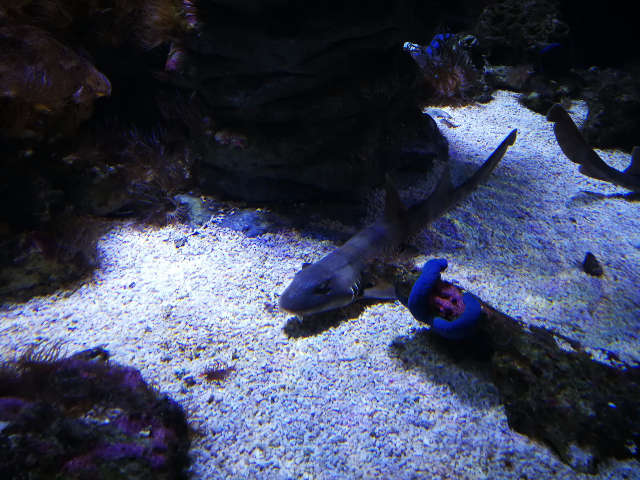 SEA LIFE Sydney Aquarium-Daniel Adams