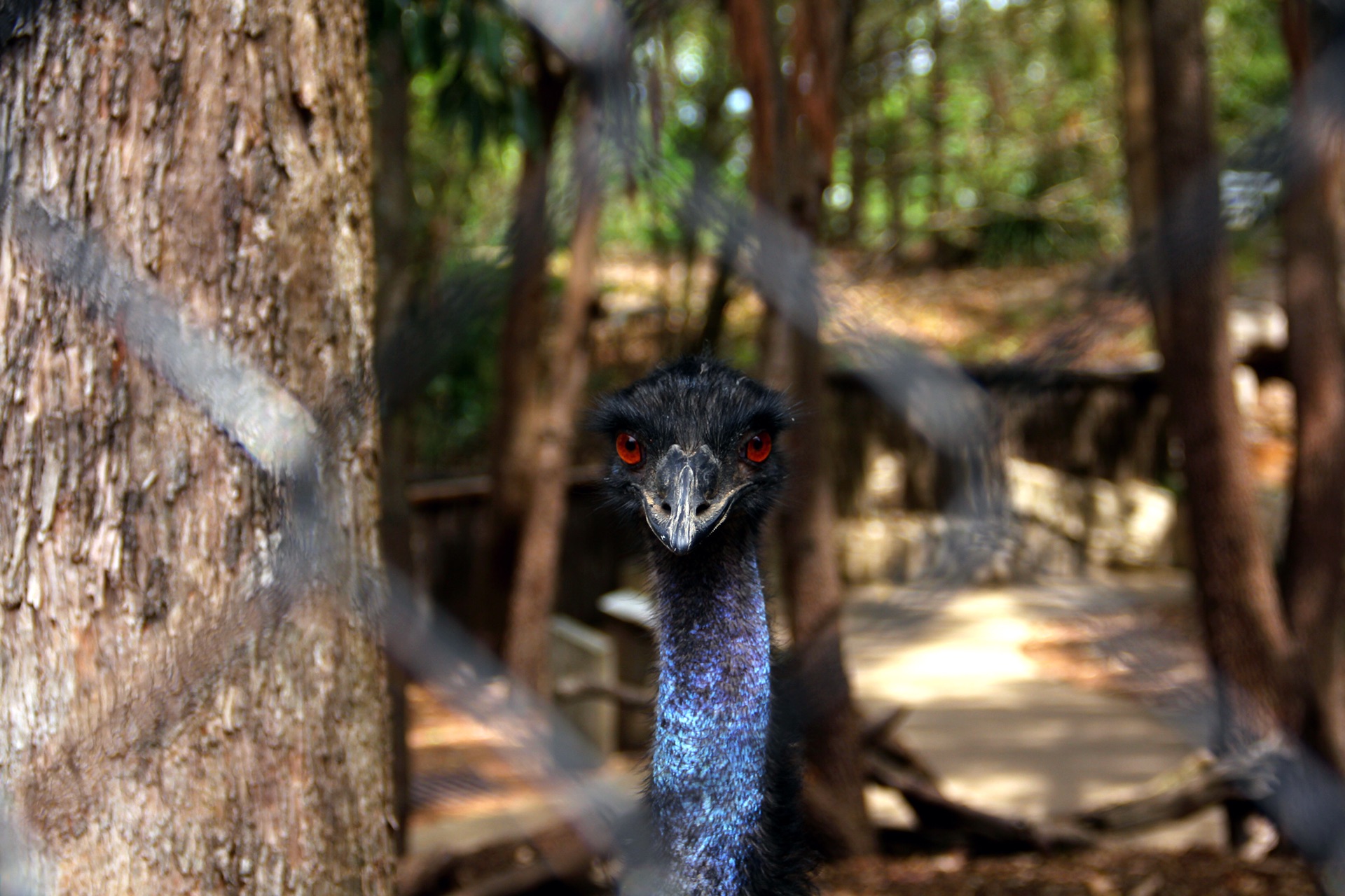 Taronga Zoo-Kai Ravenrise