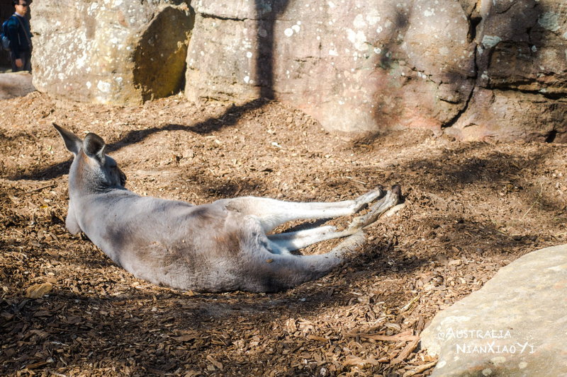 Taronga Zoo-Vale Blackthorn