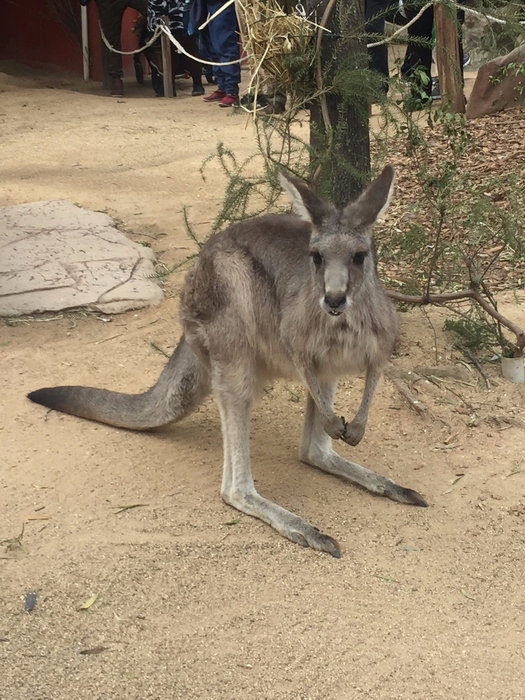 WILD LIFE Sydney Zoo-Maya Woods