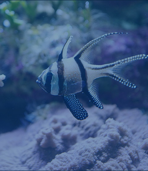 SEA LIFE Sydney Aquarium