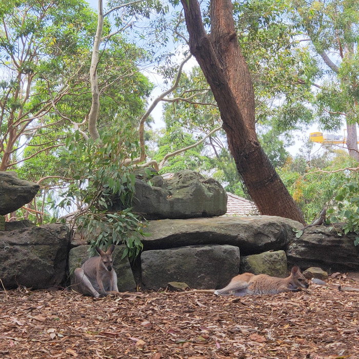 Taronga Zoo-Moss Silverbrook