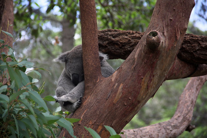 Taronga Zoo-Kai Ravenrise