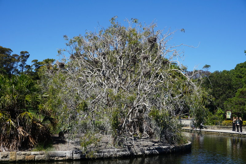 Royal Botanic Garden-Gabriella Hall
