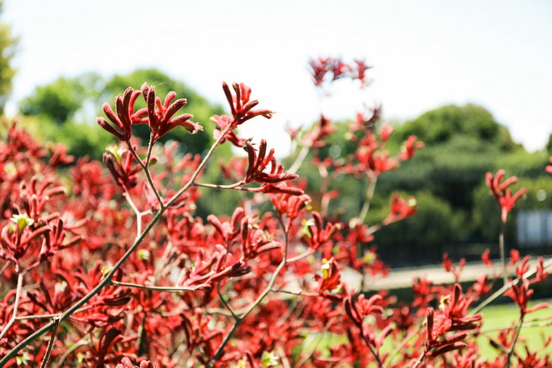 Royal Botanic Garden-Cole Thompson