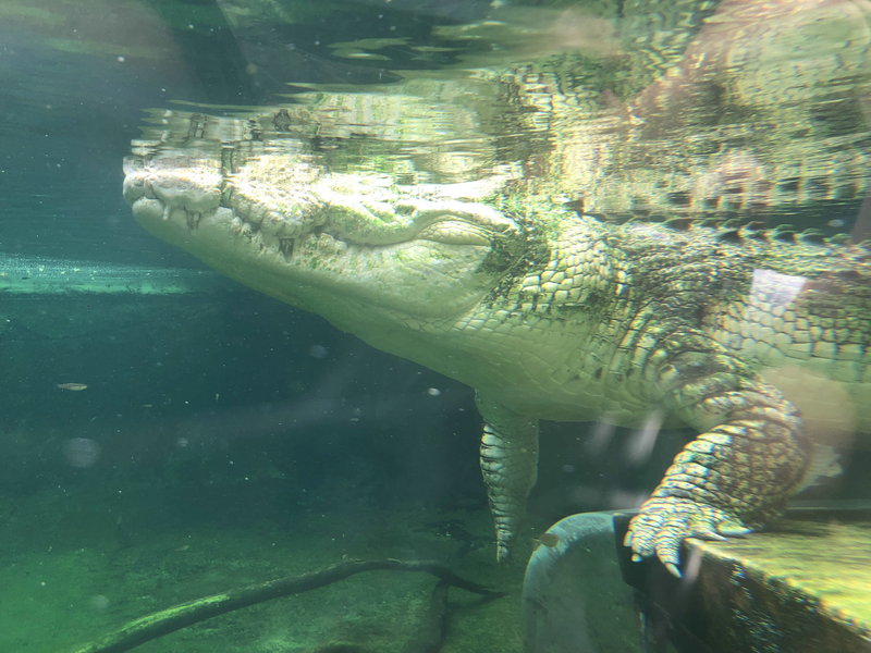 WILD LIFE Sydney Zoo-Gabriel Wallace