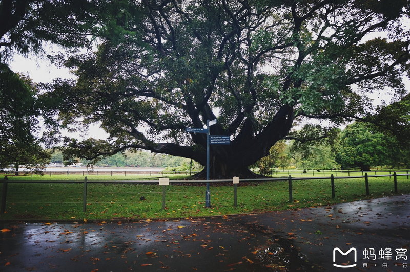 Royal Botanic Garden-Dylan Howard