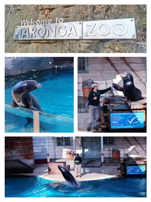 Taronga Zoo-Vale Silverwind