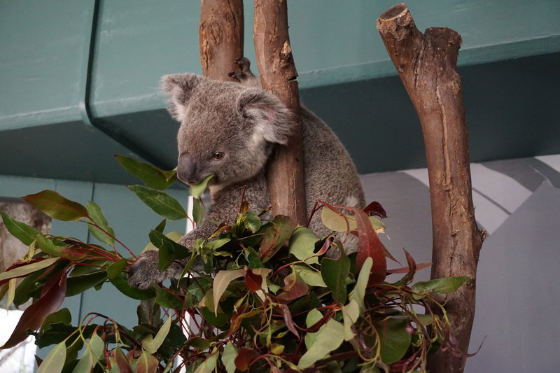 WILD LIFE Sydney Zoo-Victoria Reed