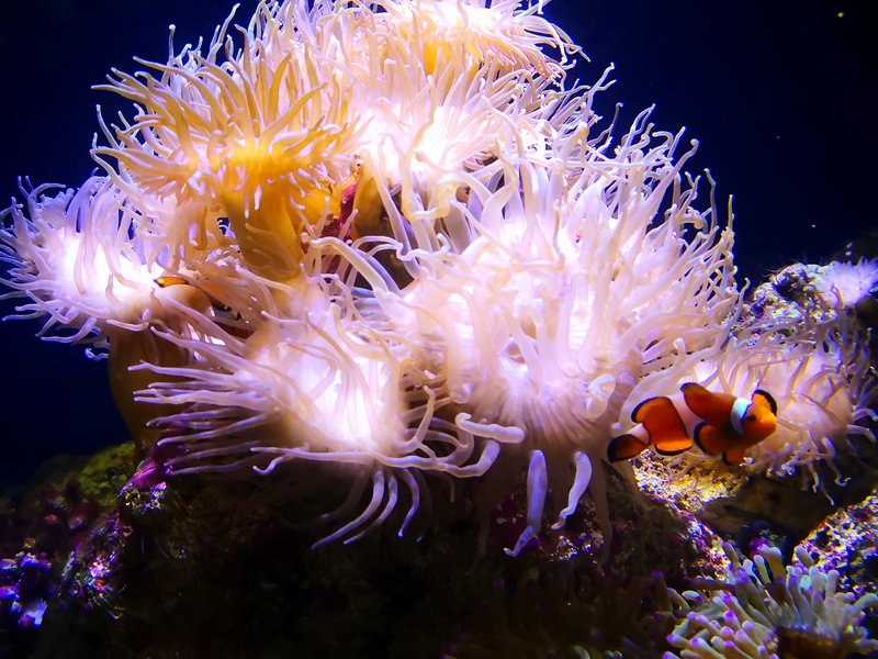 SEA LIFE Sydney Aquarium-Victoria Ross