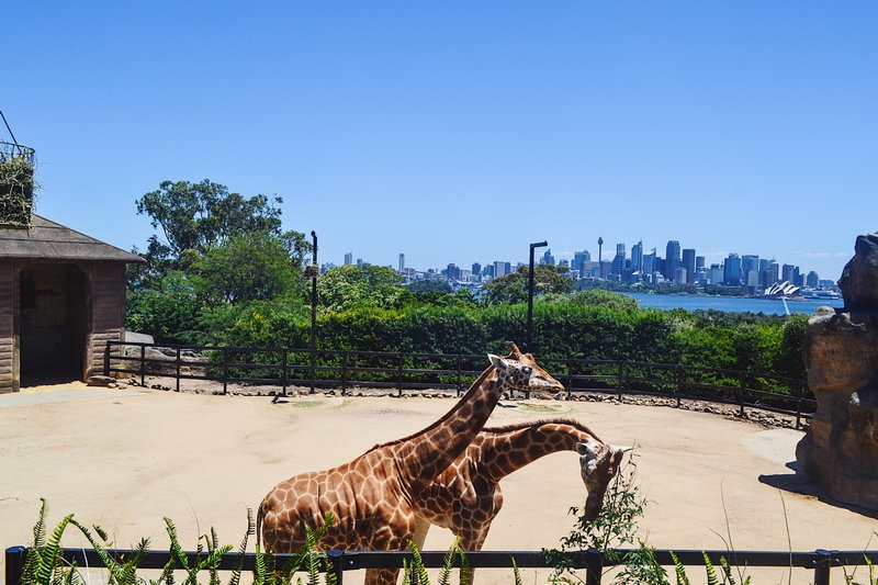 Taronga Zoo-Ash Stormwood