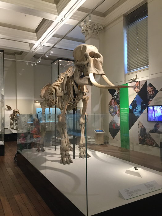 Australian Museum-Luna Powell