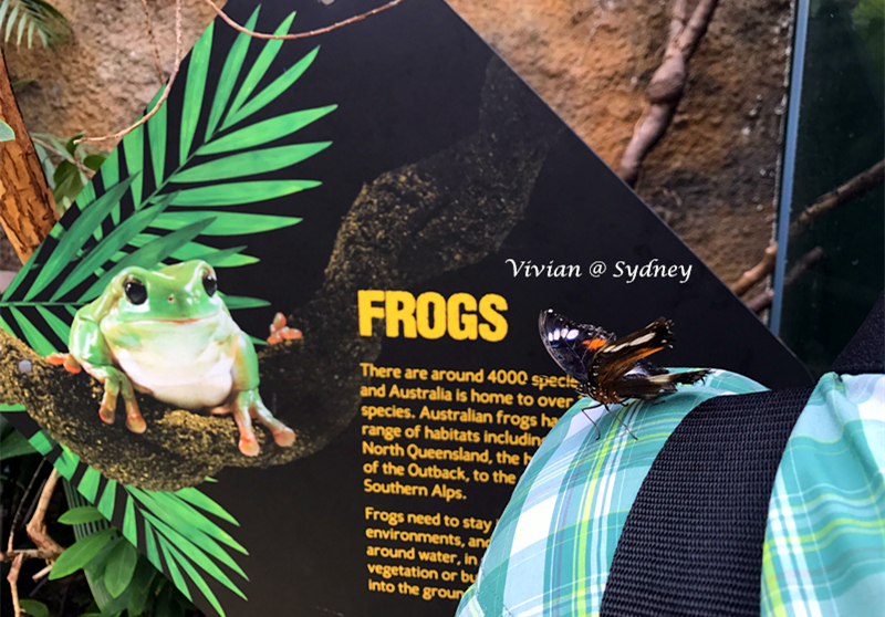 WILD LIFE Sydney Zoo-Elena Wilson