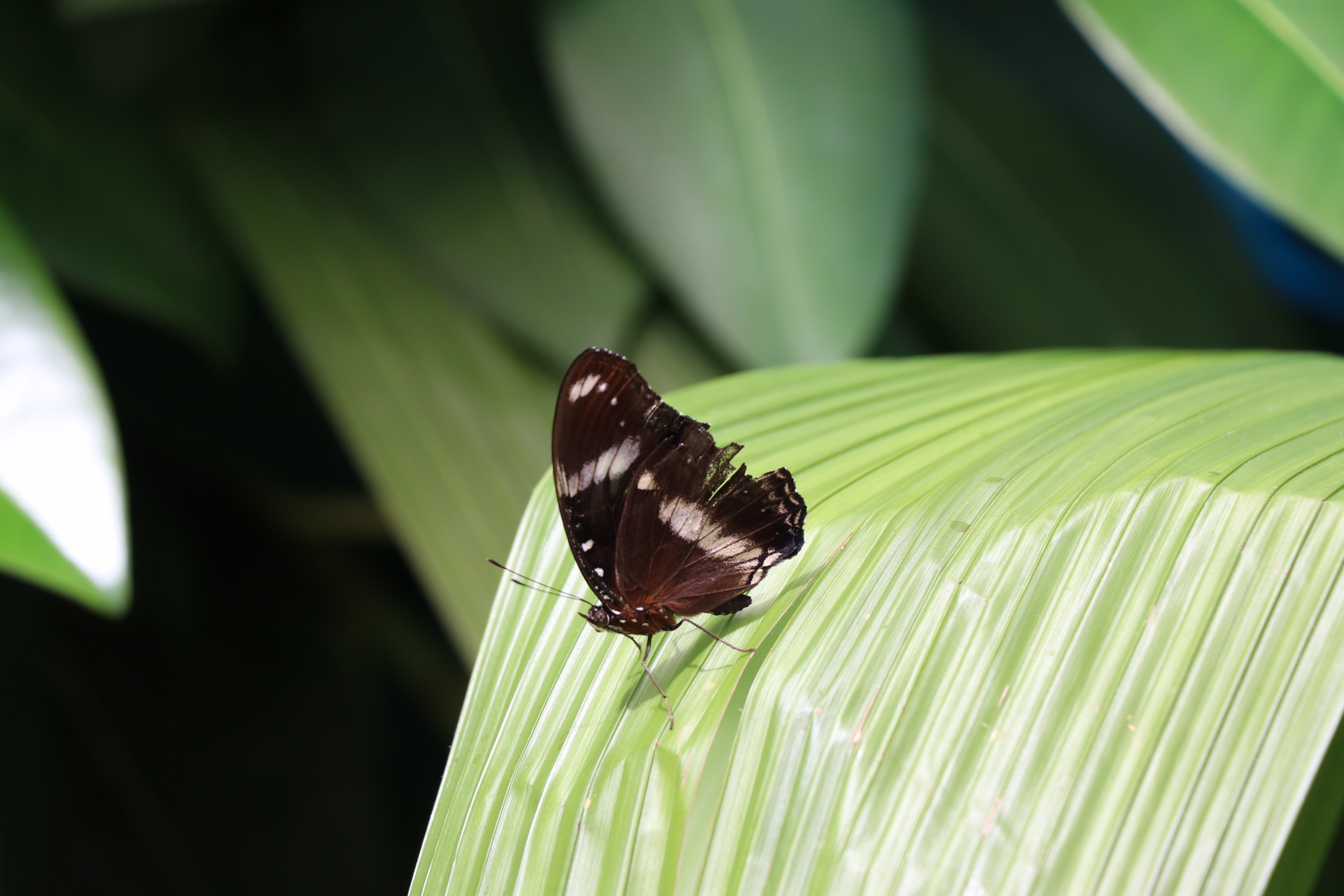 WILD LIFE Sydney Zoo-Lucia Griffin
