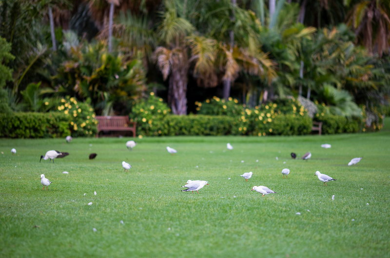Royal Botanic Garden-Joshua Allen