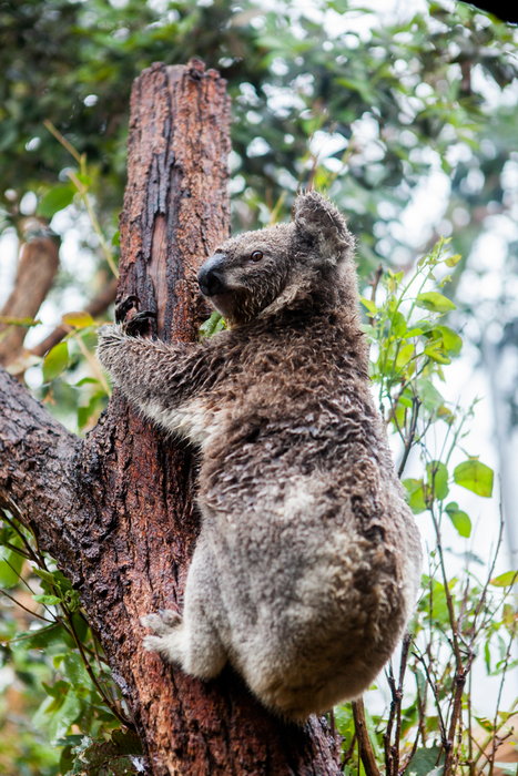 WILD LIFE Sydney Zoo-Maxwell Jenkins