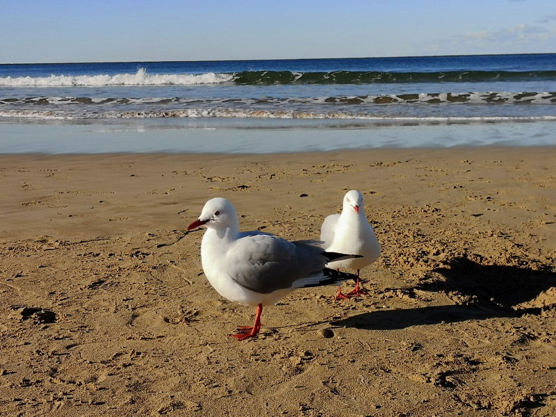 Manly Beach-Benjamin Silverstein