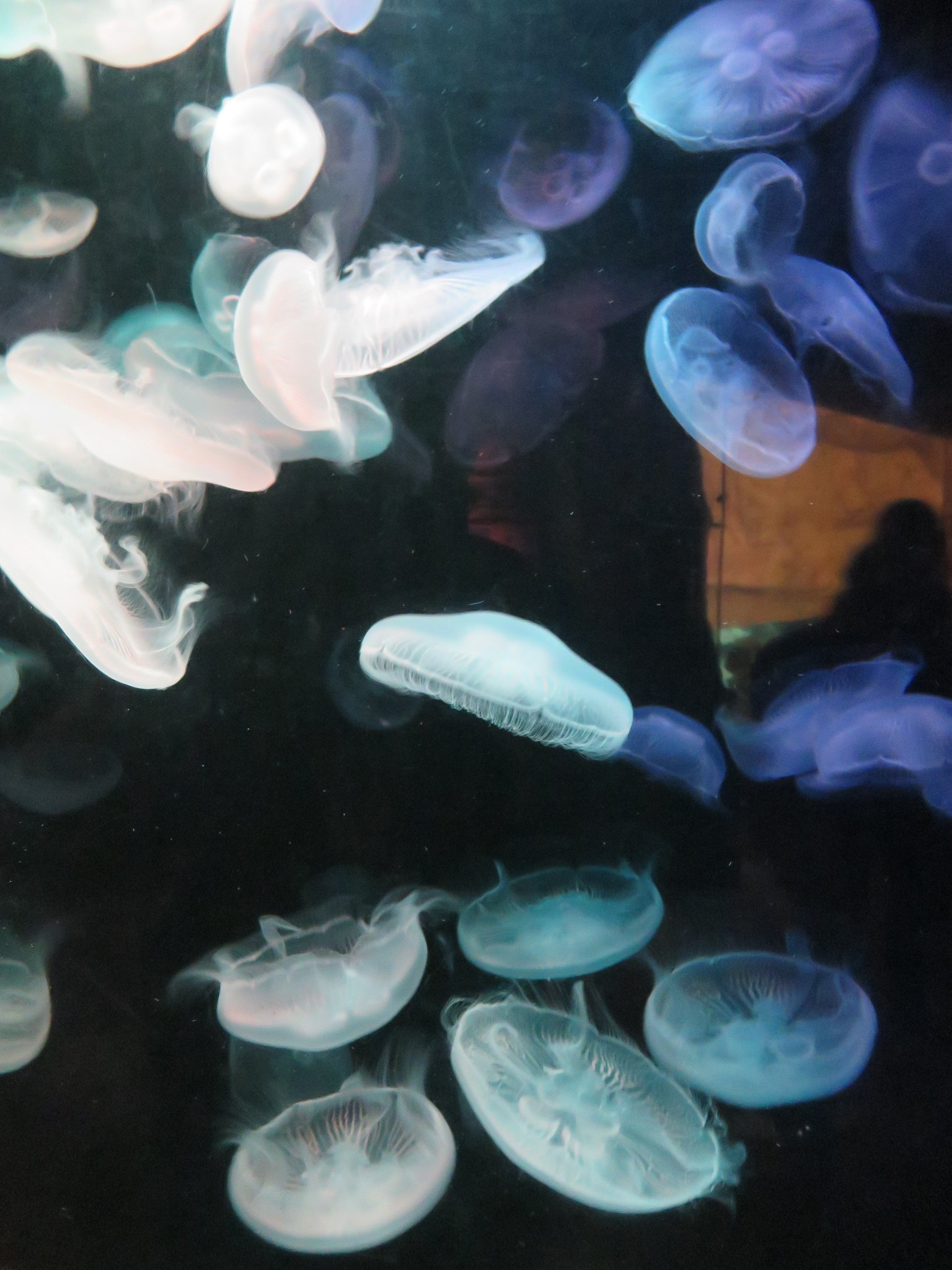 SEA LIFE Sydney Aquarium-Michael Ward