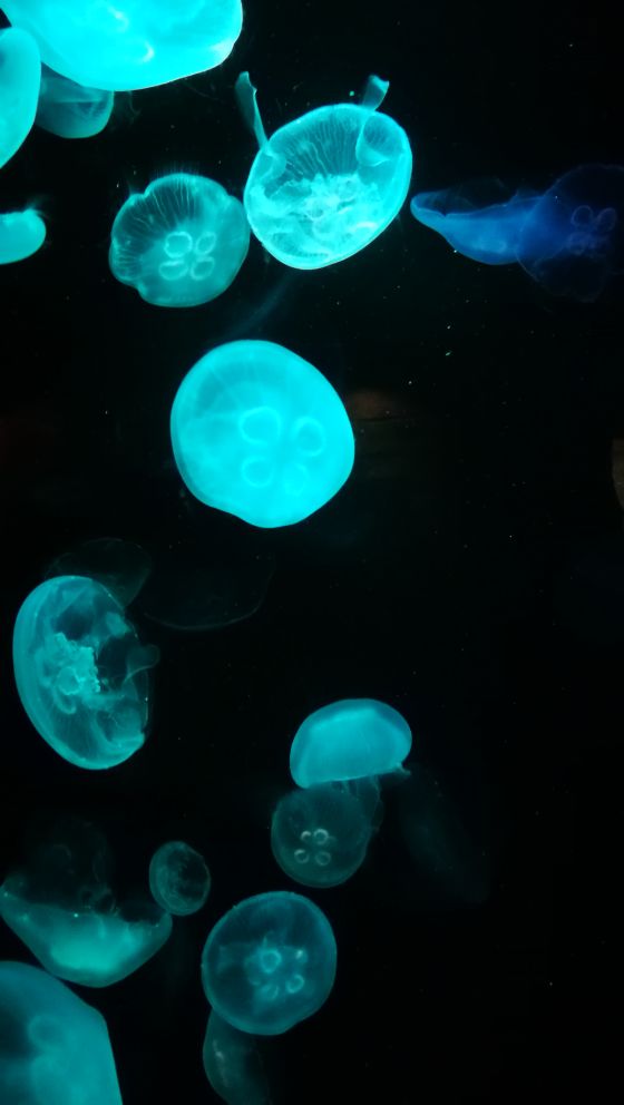 SEA LIFE Sydney Aquarium-Chloe Bennett