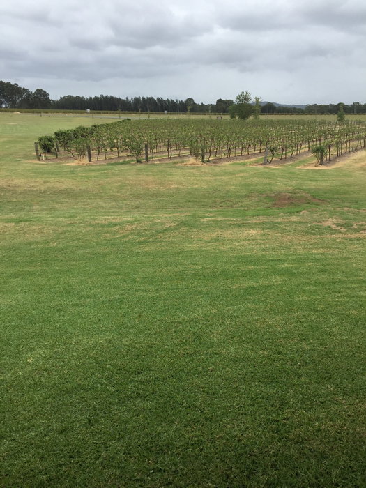 Hunter Valley-Sage Rothschild