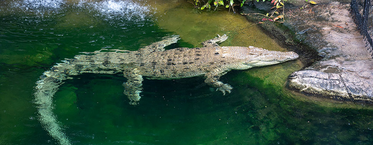 WILD LIFE Sydney Zoo
