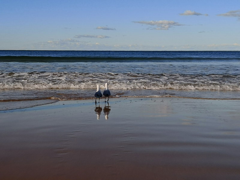 Manly Beach-Benjamin Silverstein