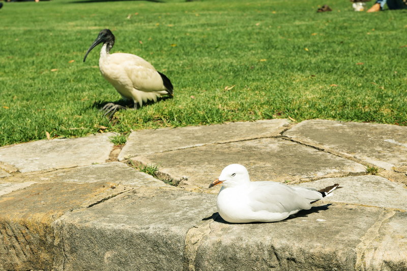 Royal Botanic Garden-Cole Thompson