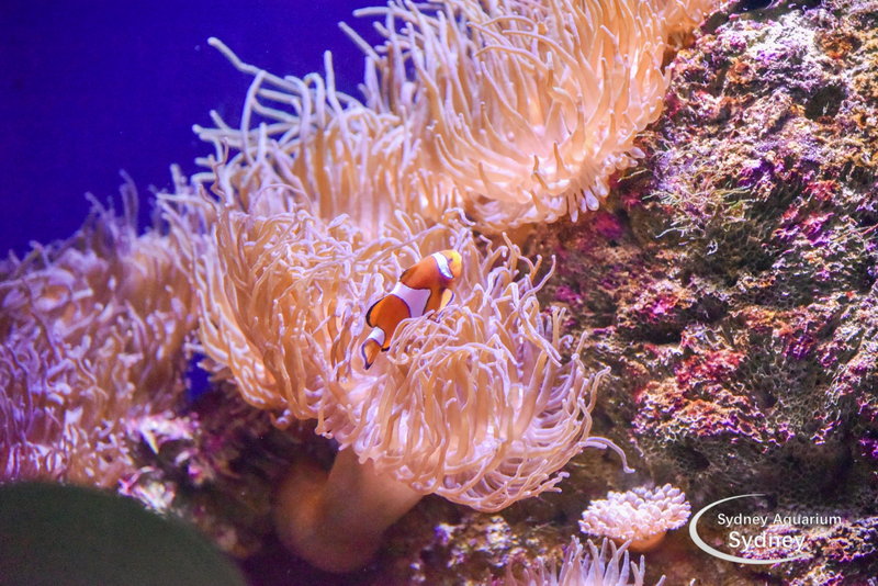 SEA LIFE Sydney Aquarium-Joseph Brooks
