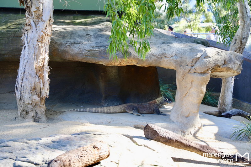 Taronga Zoo-Ember Dawnfall