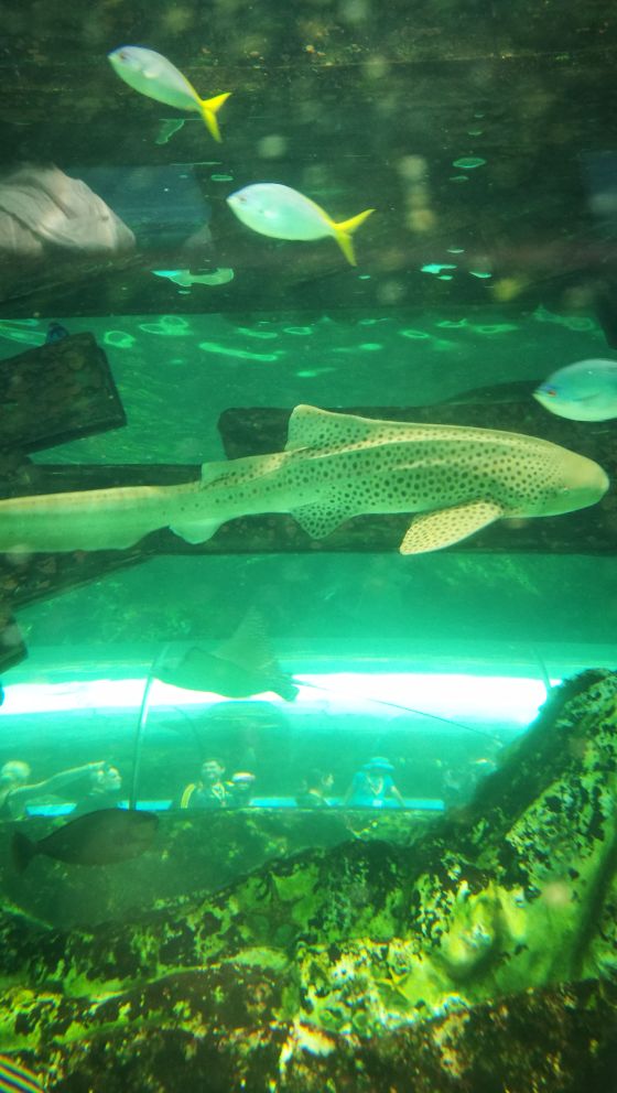 SEA LIFE Sydney Aquarium-Chloe Bennett