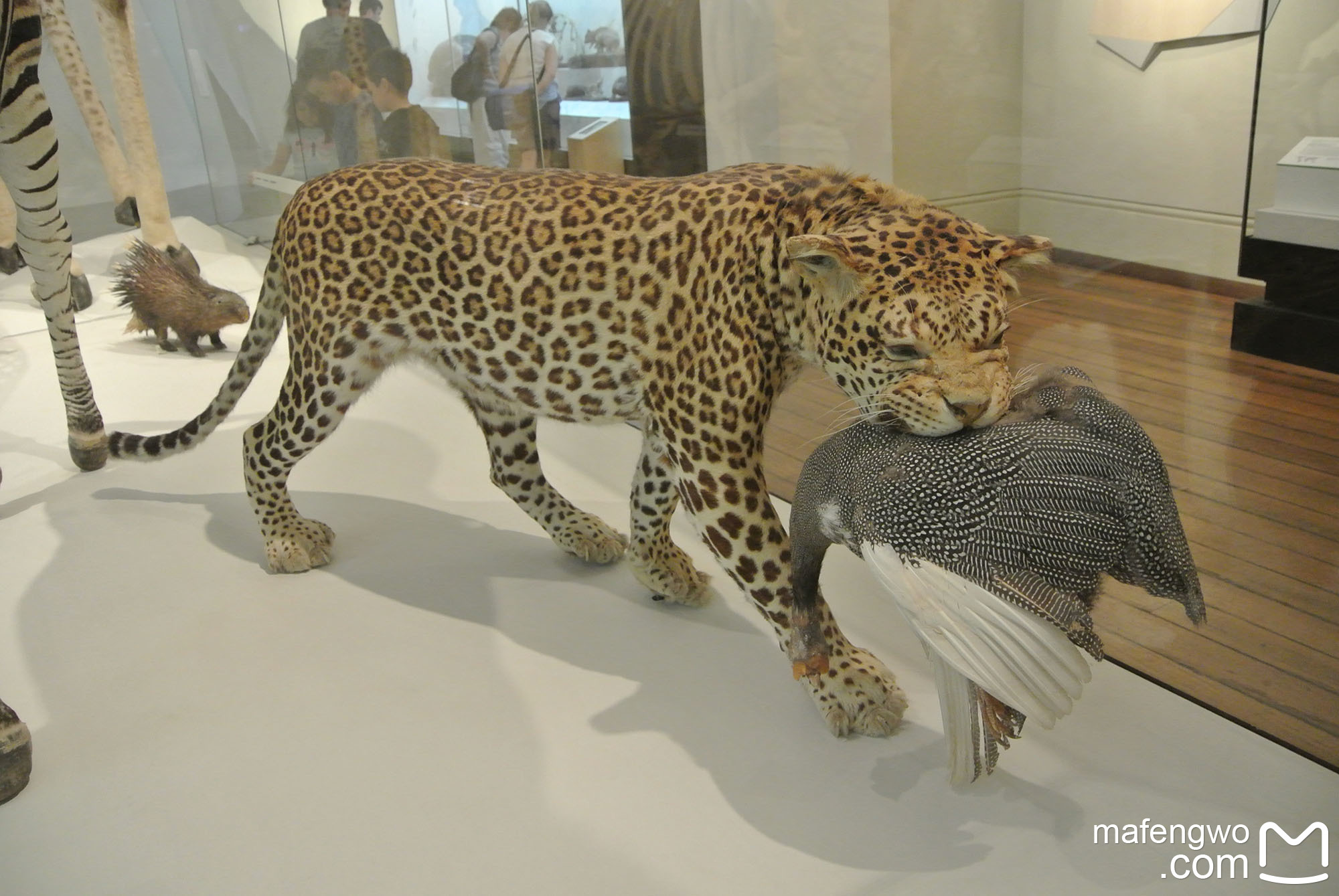 Australian Museum-Alexander Baker