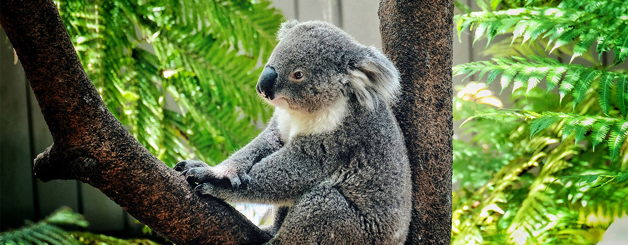 Taronga Zoo