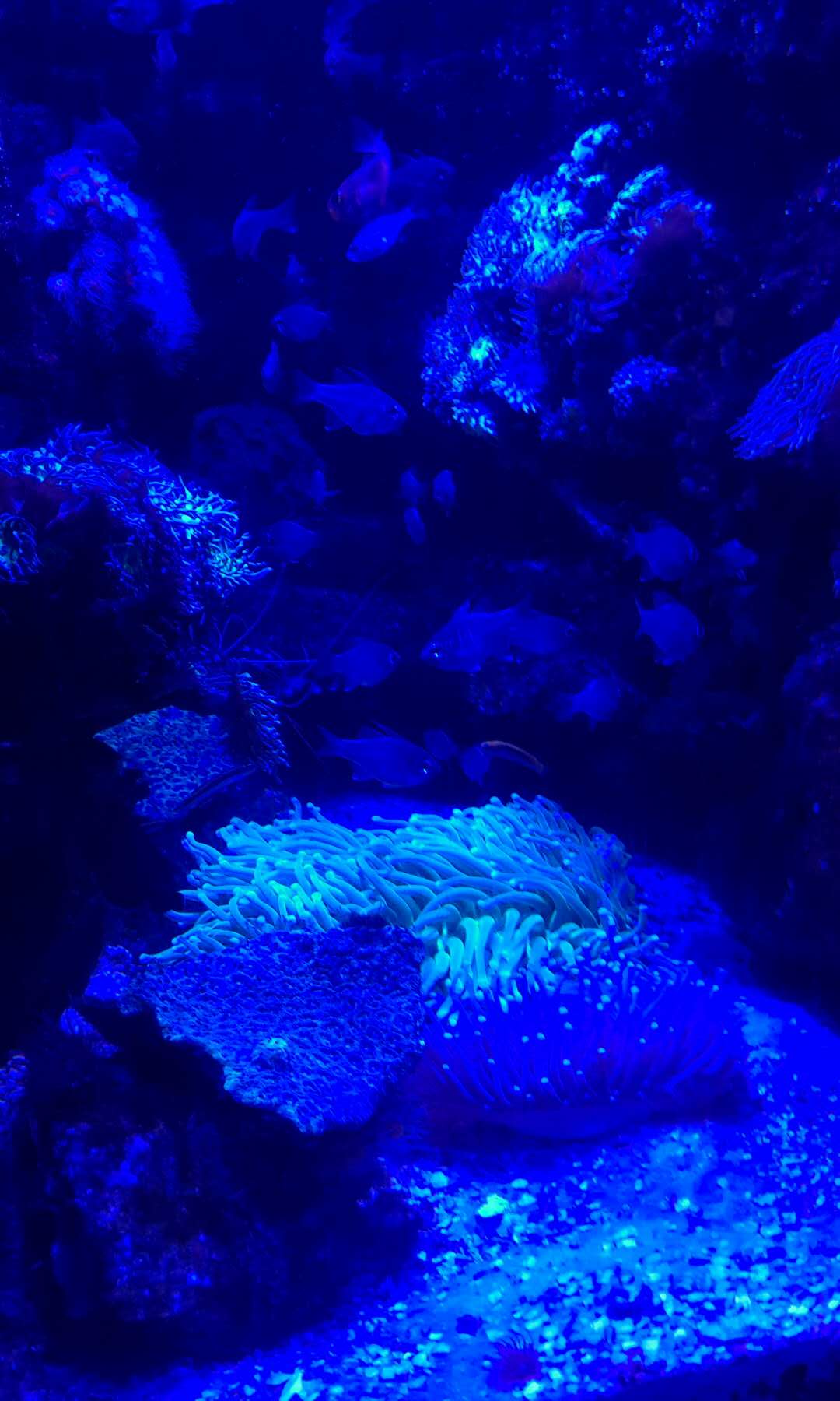 SEA LIFE Sydney Aquarium-Victoria Ross