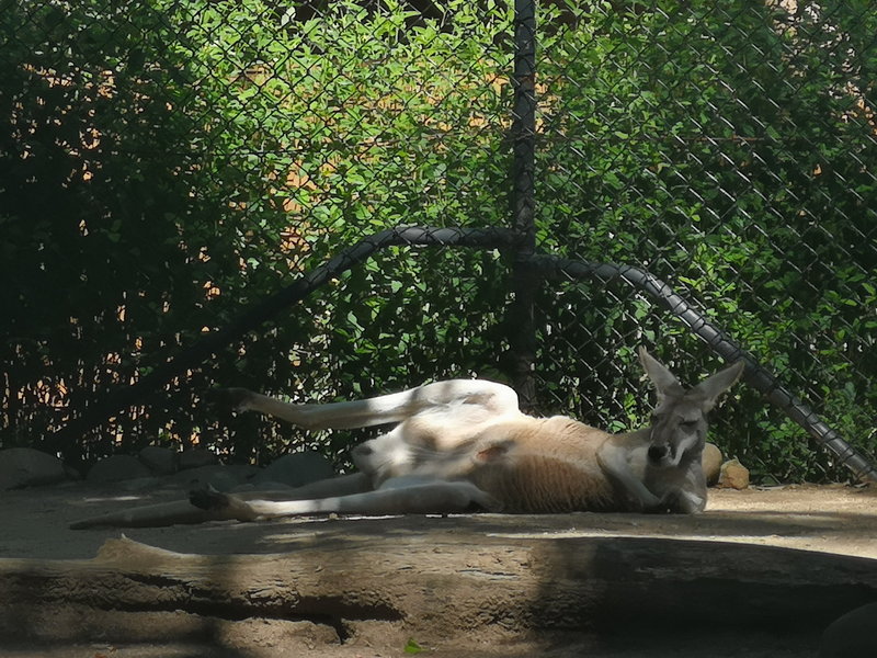 Taronga Zoo-Terra Silverleaf