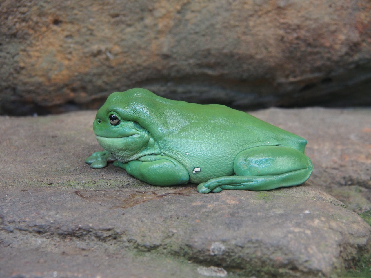 WILD LIFE Sydney Zoo-Simon Fraser