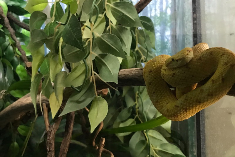 Taronga Zoo-Sage Steelwind