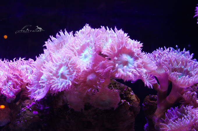 SEA LIFE Sydney Aquarium-Sofia Campbell