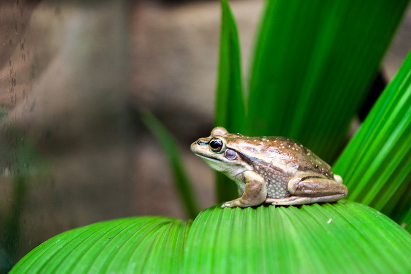 WILD LIFE Sydney Zoo-Maxwell Jenkins