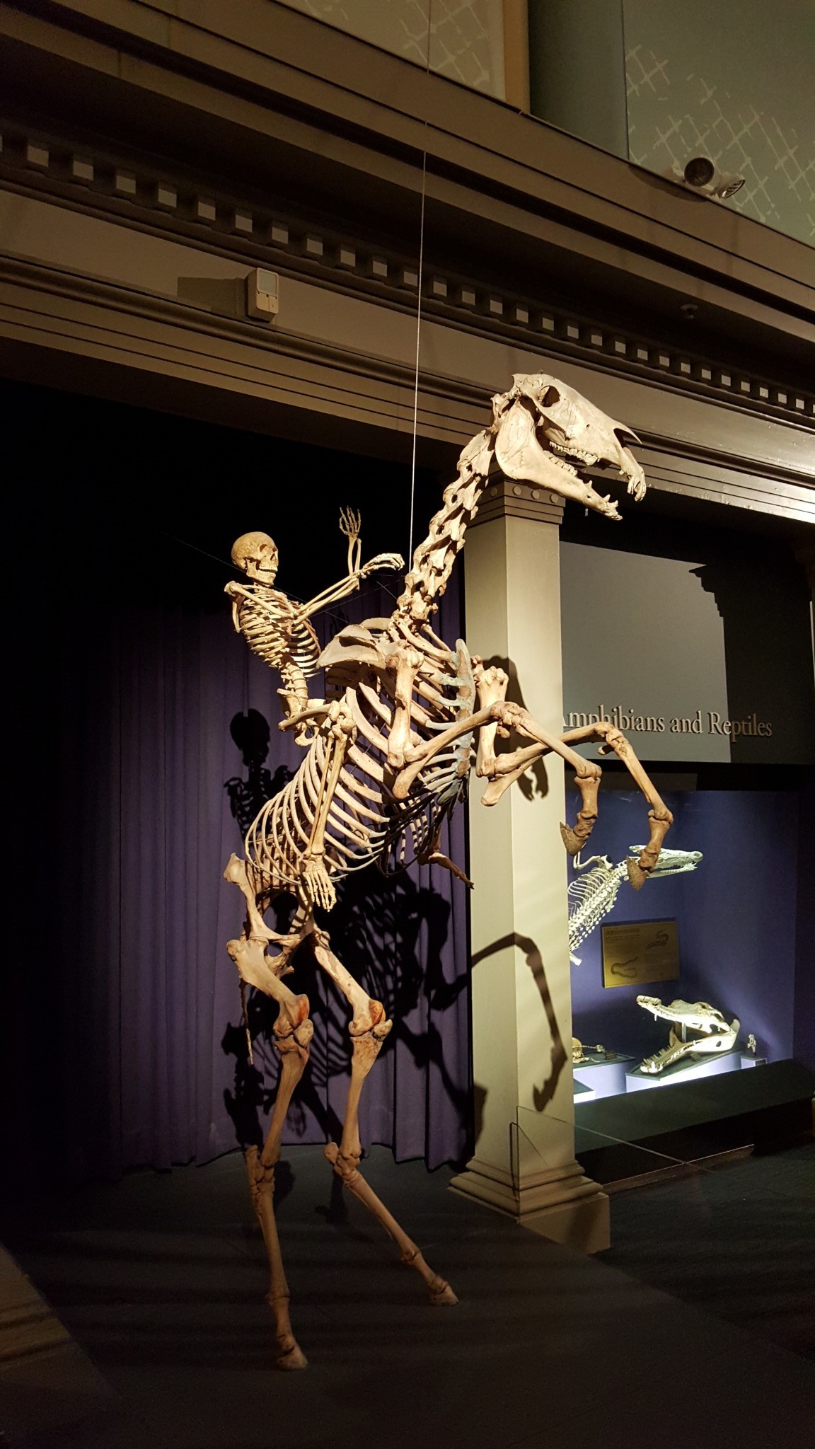 Australian Museum-Harper Brooks