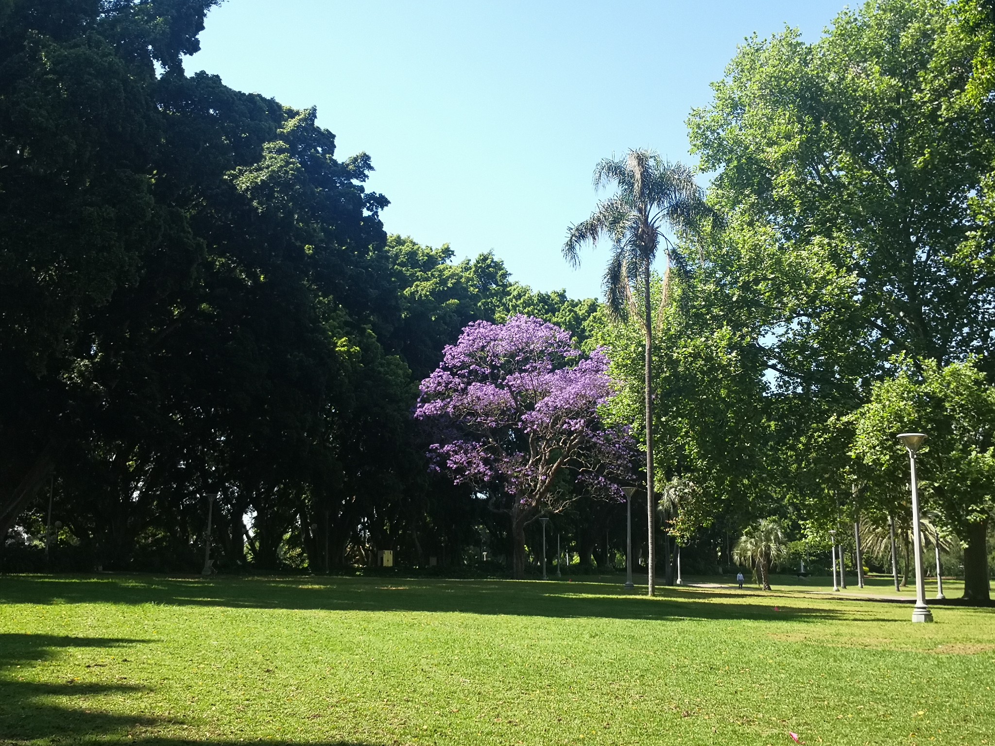 Hyde Park-Ava Thompson