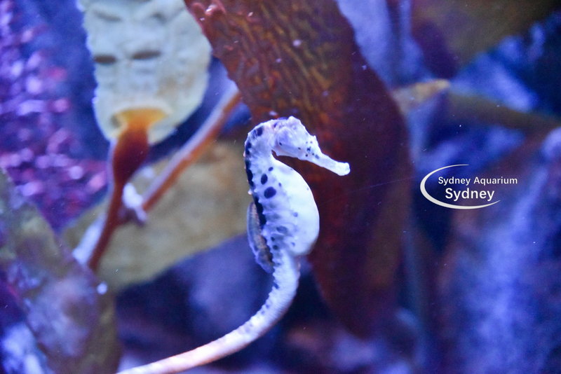SEA LIFE Sydney Aquarium-Joseph Brooks