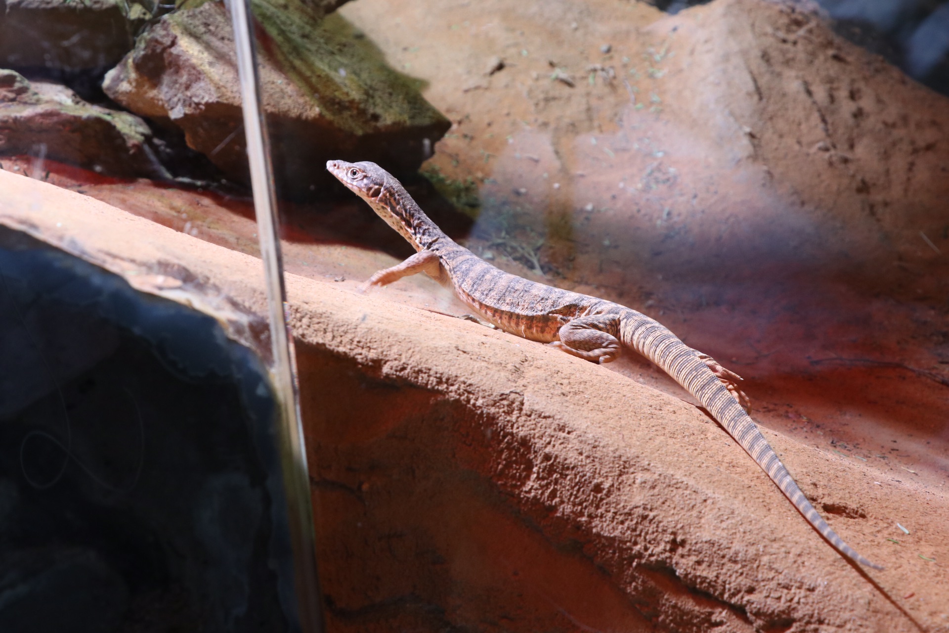 WILD LIFE Sydney Zoo-Lucia Griffin