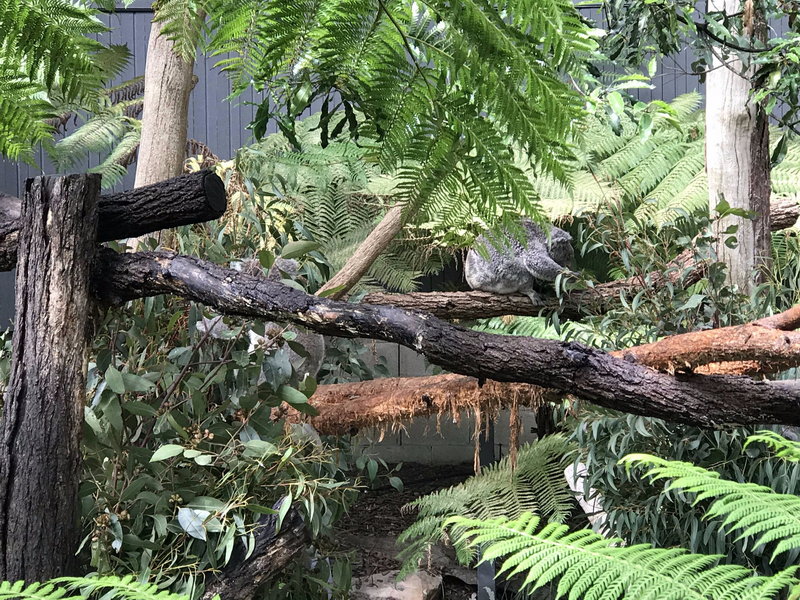 Taronga Zoo-Vale Ravenbrook