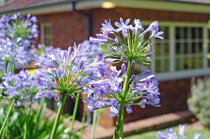 Roseville 3 Bedroom House Boundary Street ROS31-Sydney short term rentals