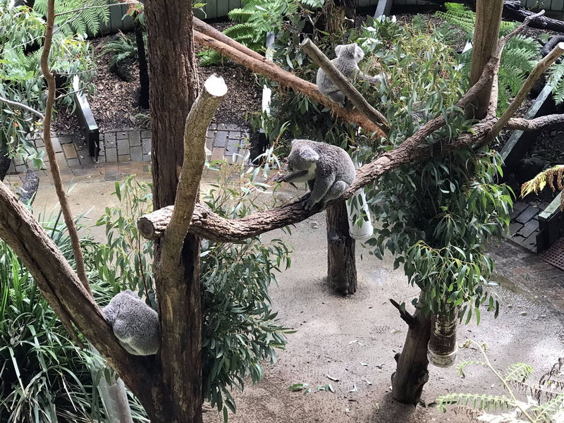 Taronga Zoo-Vale Ravenbrook