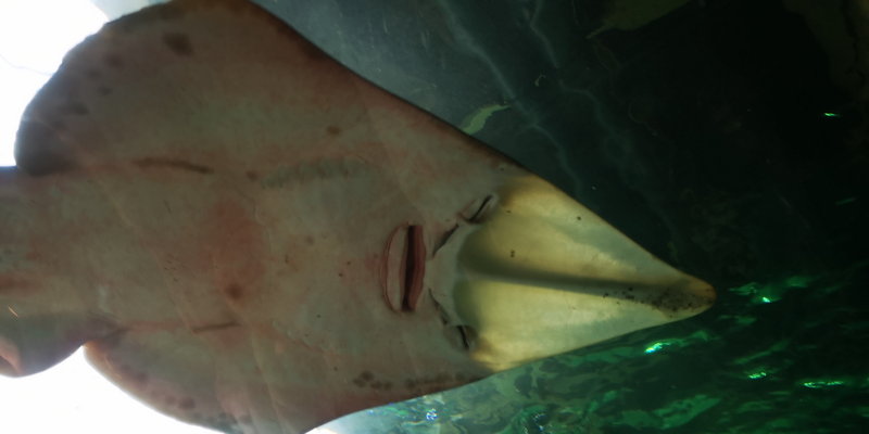 SEA LIFE Sydney Aquarium-Emma Thompson