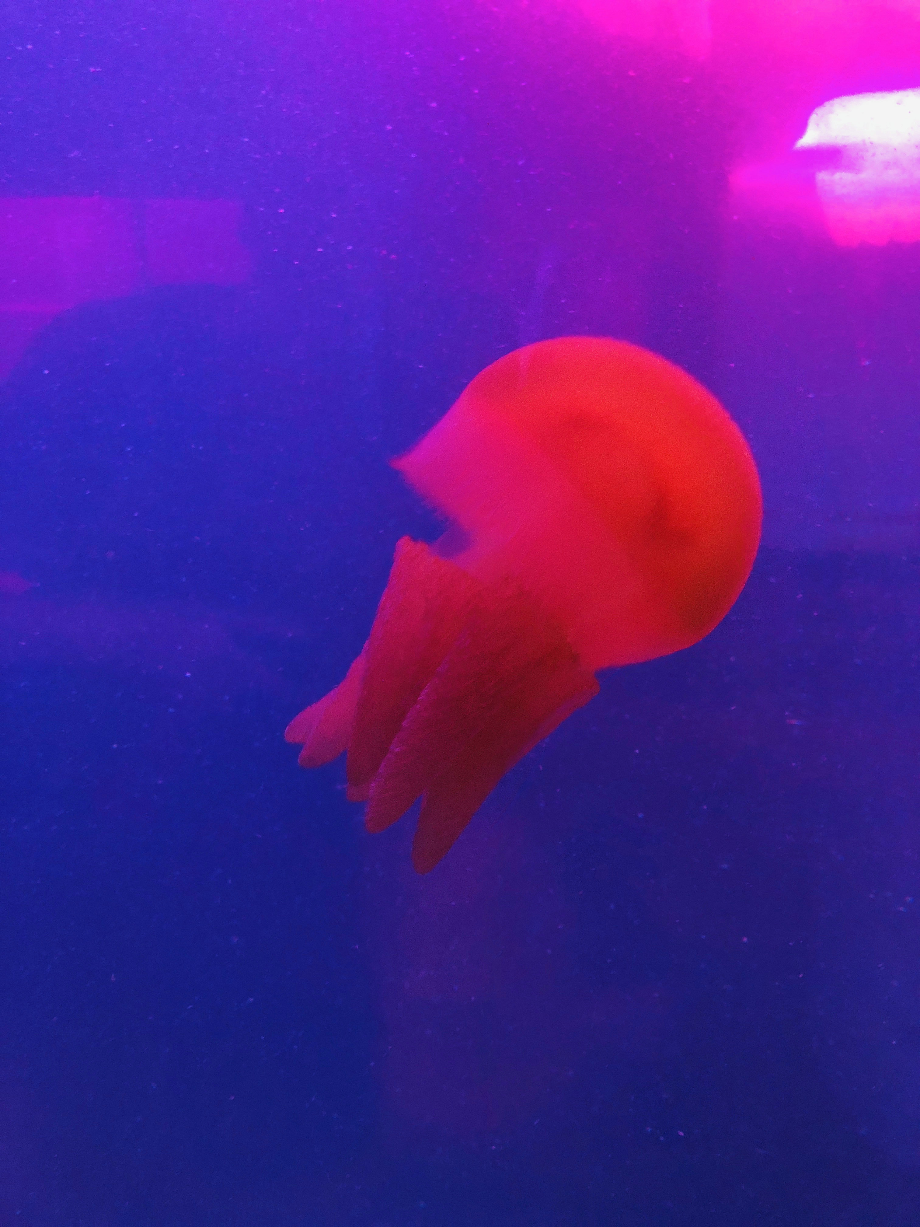 SEA LIFE Sydney Aquarium-Ava Martinez